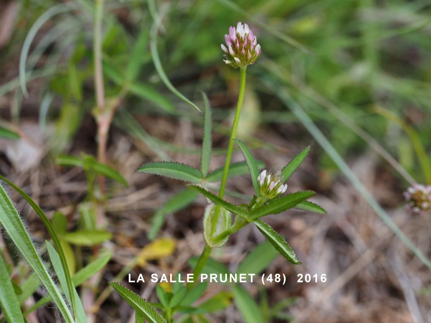 Clover, Stiff plant